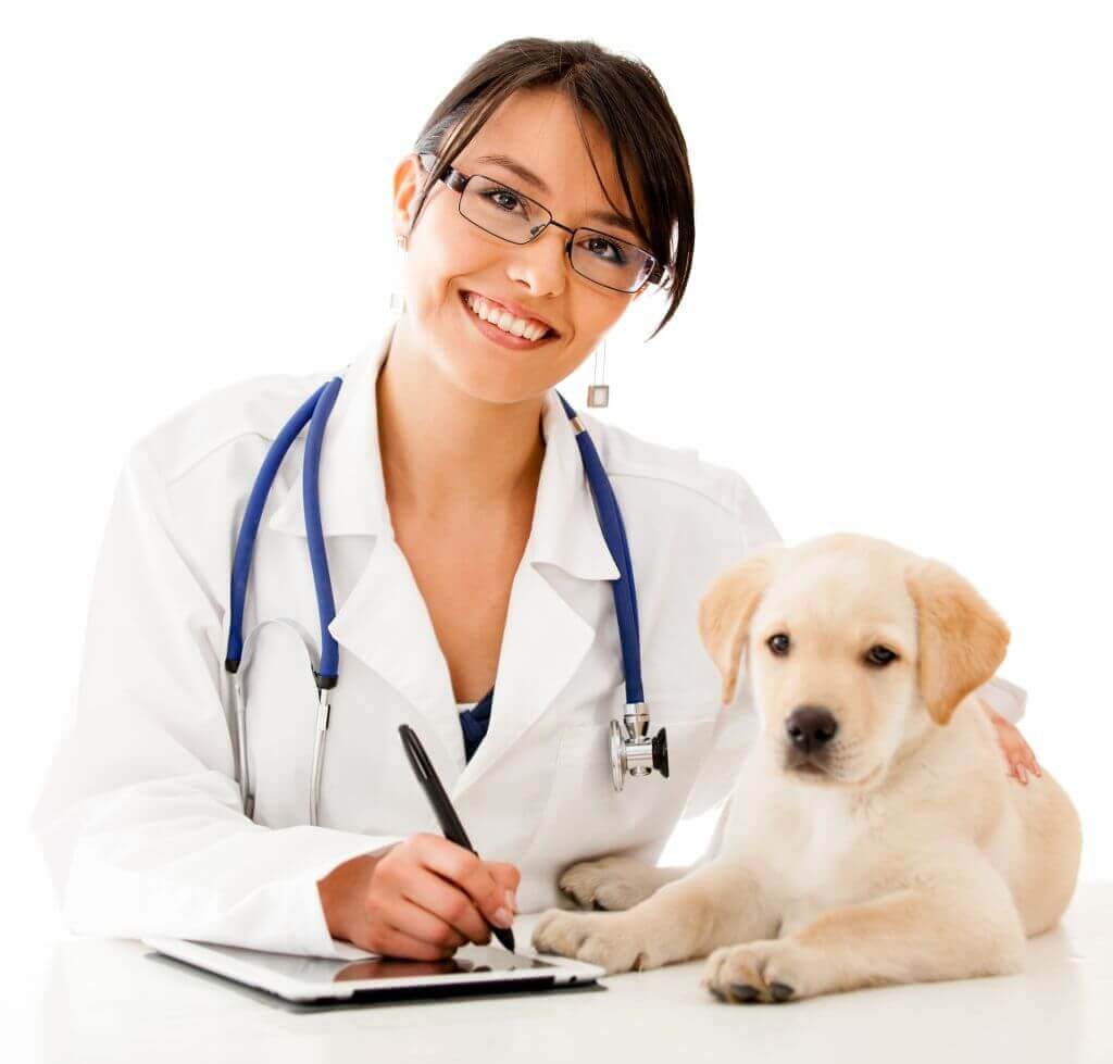 Medicina Veterinaria: informazioni e guida al corso di laurea