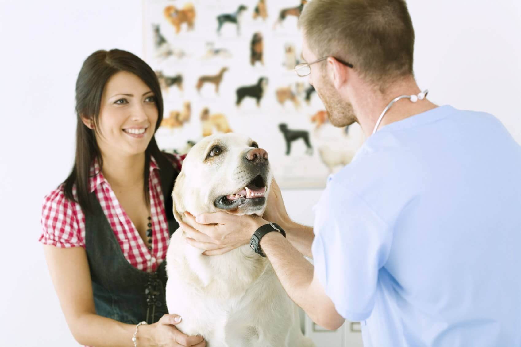 diventare veterinario
