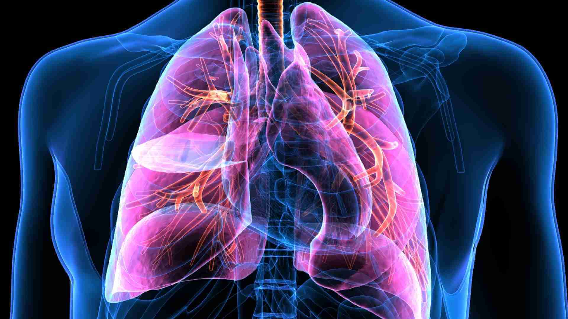 anatomia umana