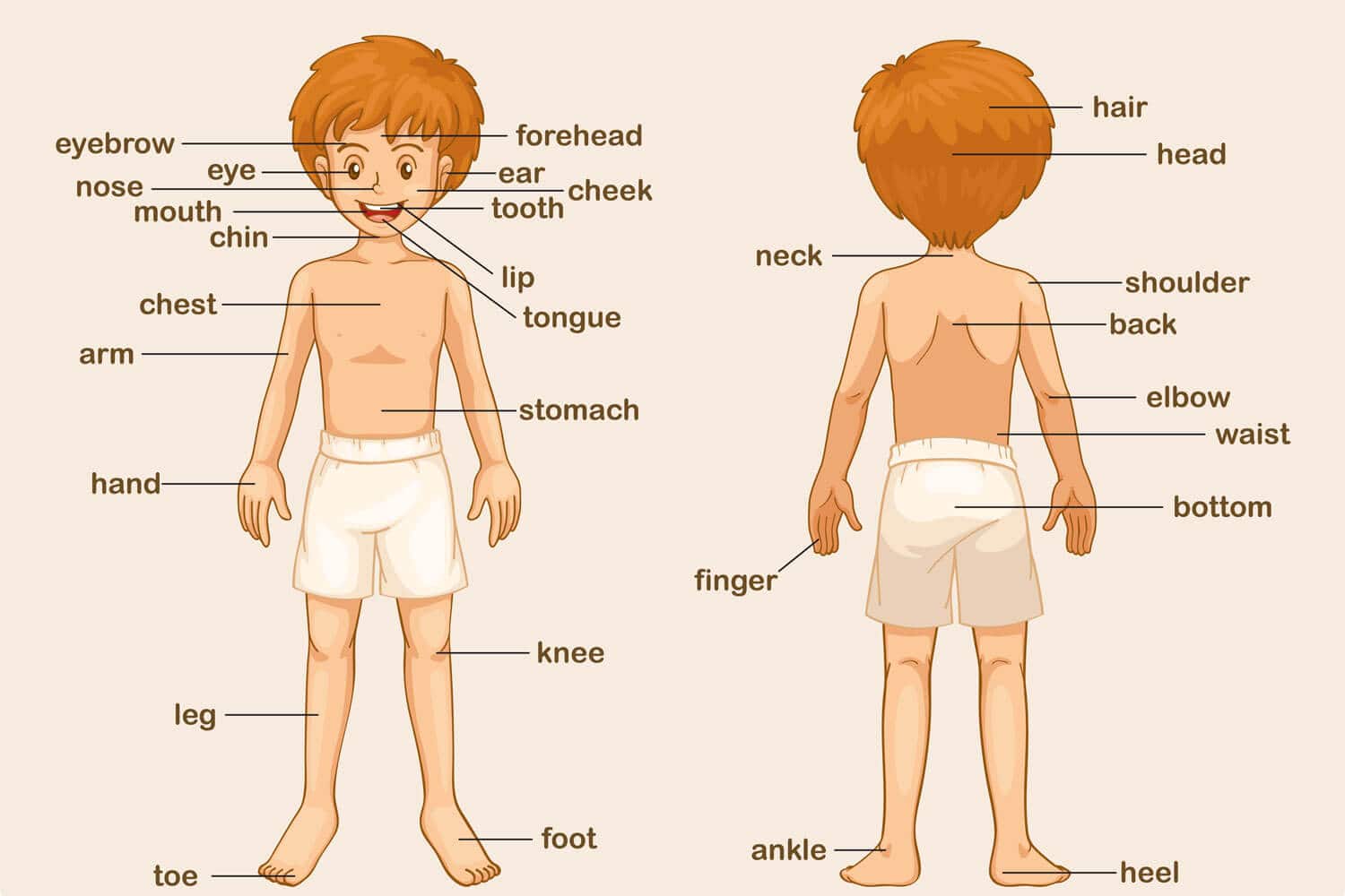 Corpo umano: 5 elementi da ripassare per il Test di Medicina