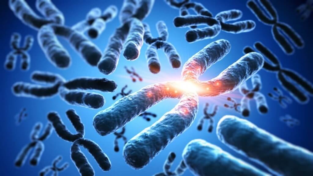 Cromosoma e cromatidi differenze e funzioni nel ciclo cellulare