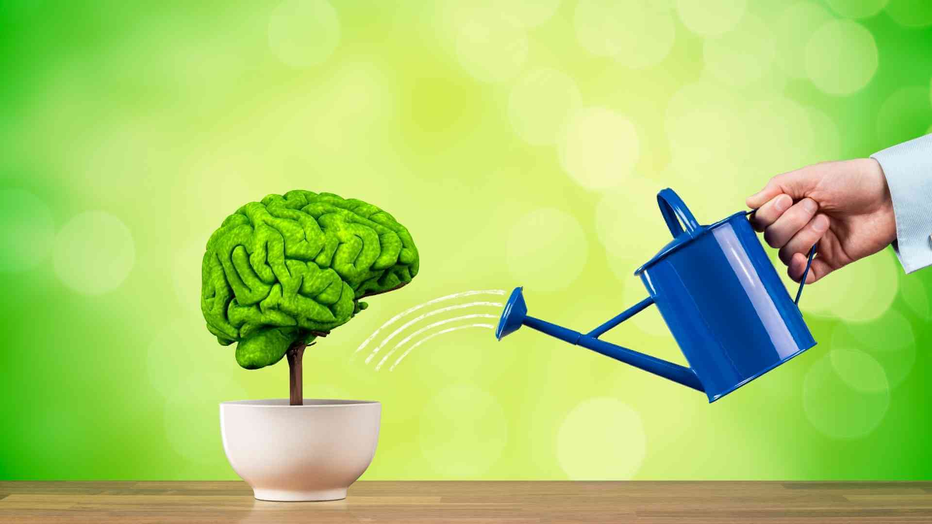 Cervello per il problem solving contano le dimensioni