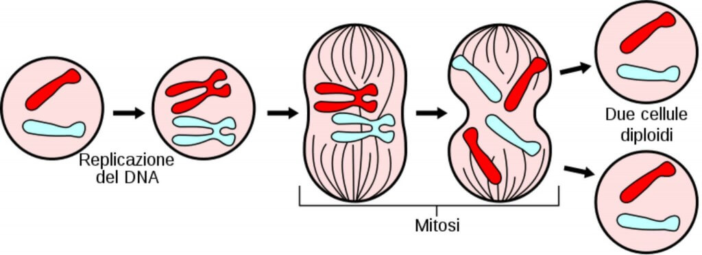 mitosi e meiosi