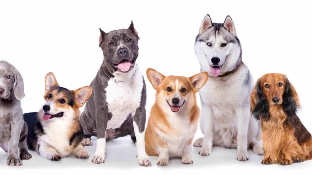 lavorare con gli animali