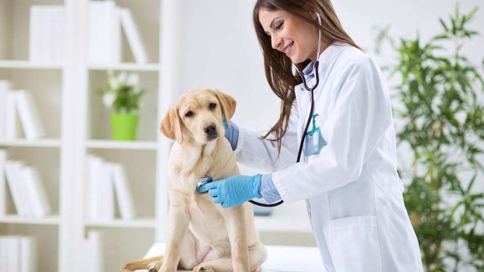 Analisi graduatoria Test di Veterinaria