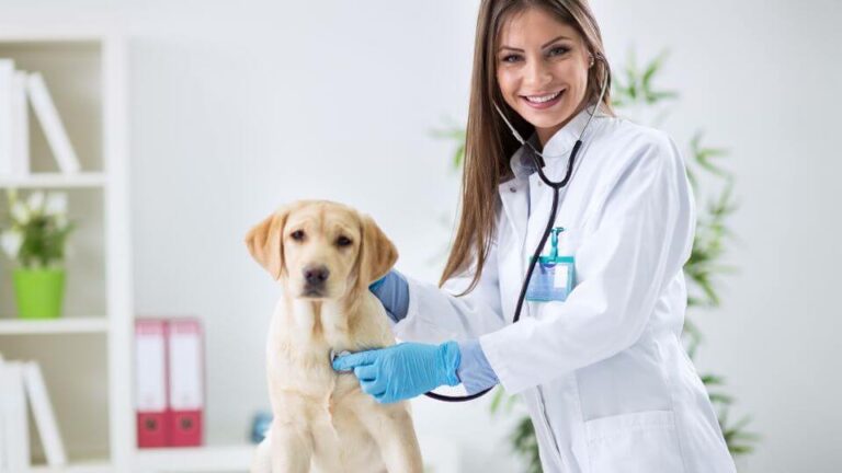 analisi graduatoria veterinaria e punteggio minimo 2022 (1)