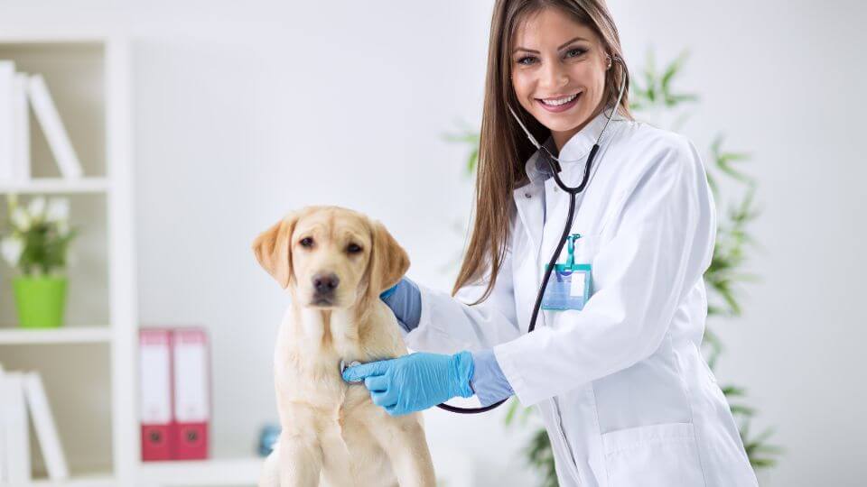 analisi graduatoria veterinaria e punteggio minimo 2022 (1)