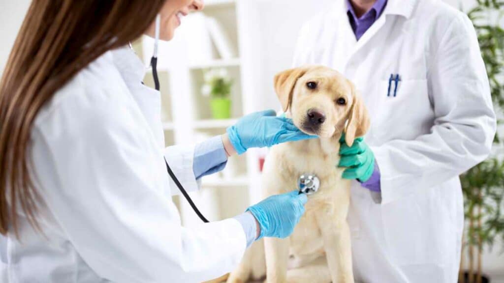 Test di Veterinaria 2015