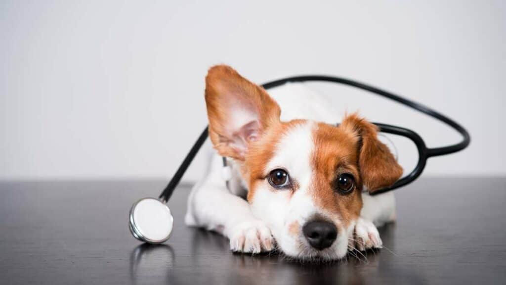 Argomenti Test ammissione Veterinaria