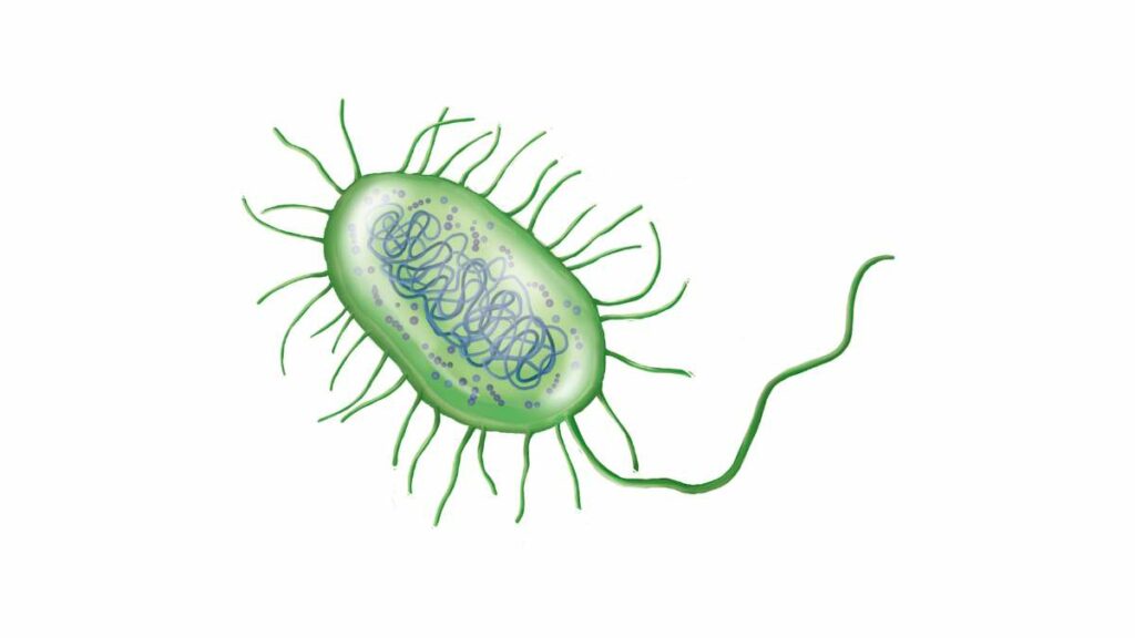 cellule procariotiche - caratteristiche