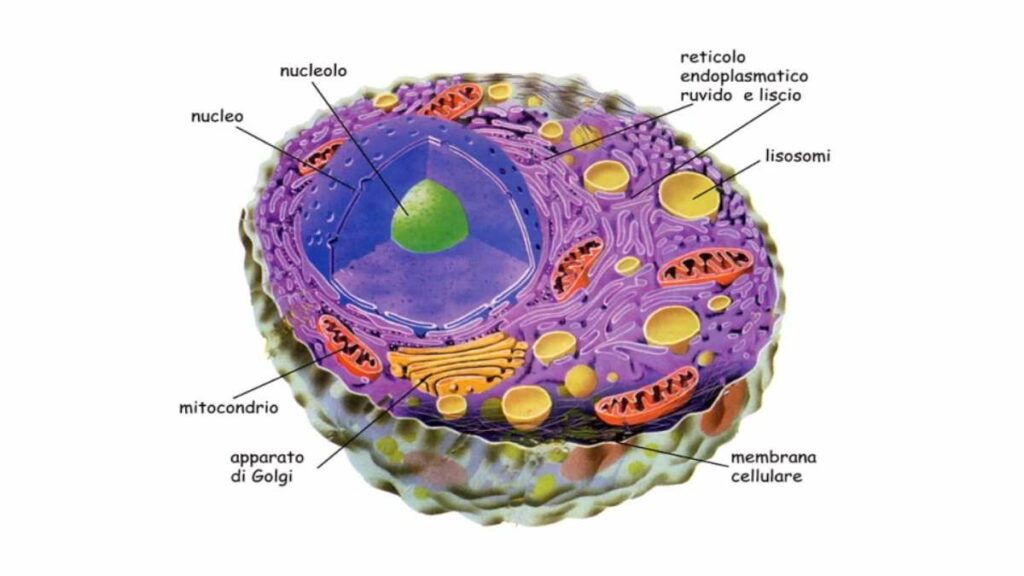 funzioni dell'apparato di Golgi