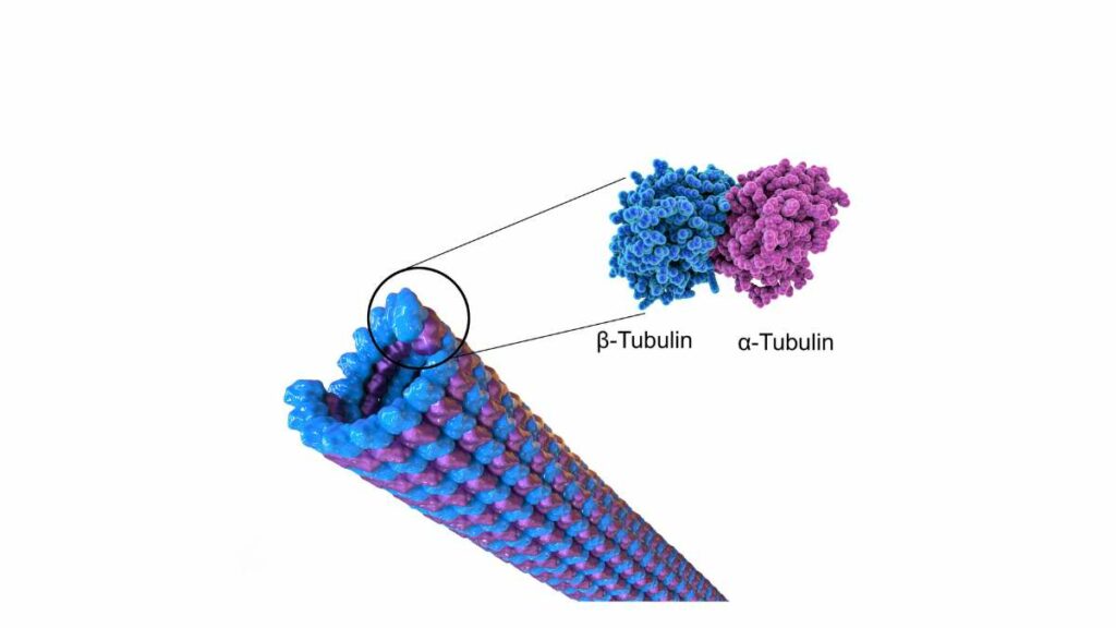microtubuli