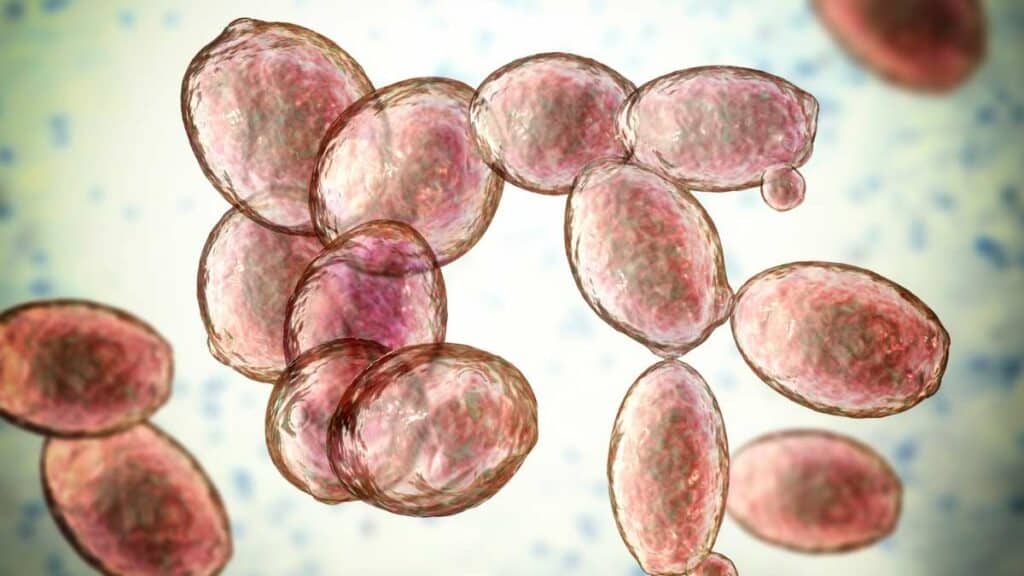 Saccharomyces Cerevisiae - gli usi nelle ricerche biologiche e biotecnologiche