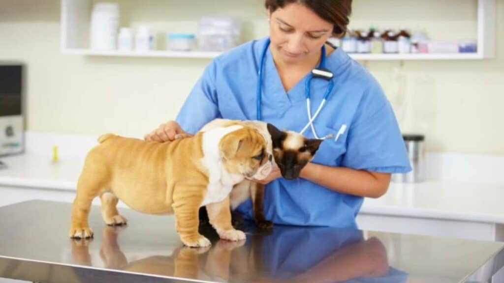 punteggio minimo test veterinaria 2024 - ipotesi per ammissione