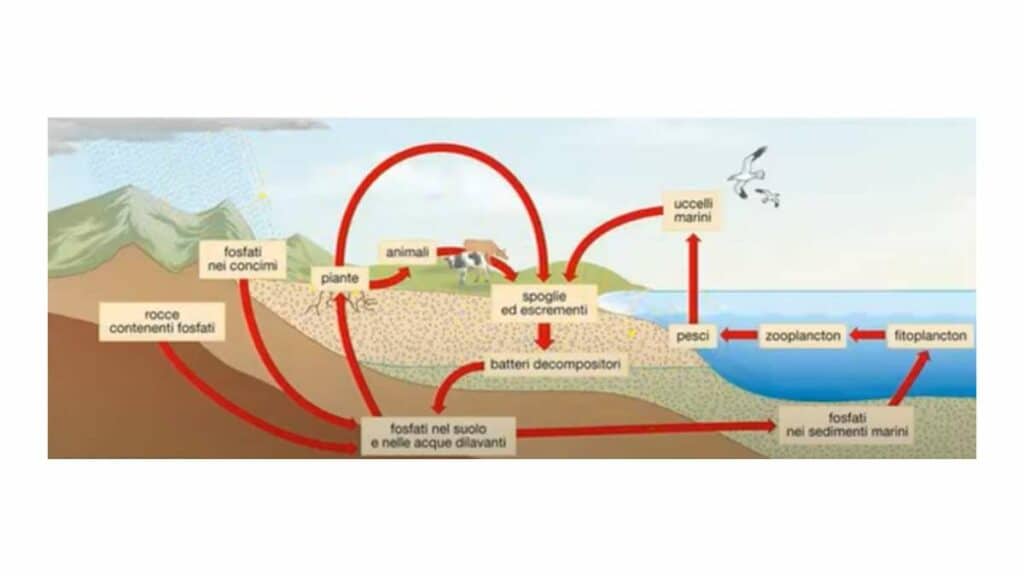 ciclo del fosforo
