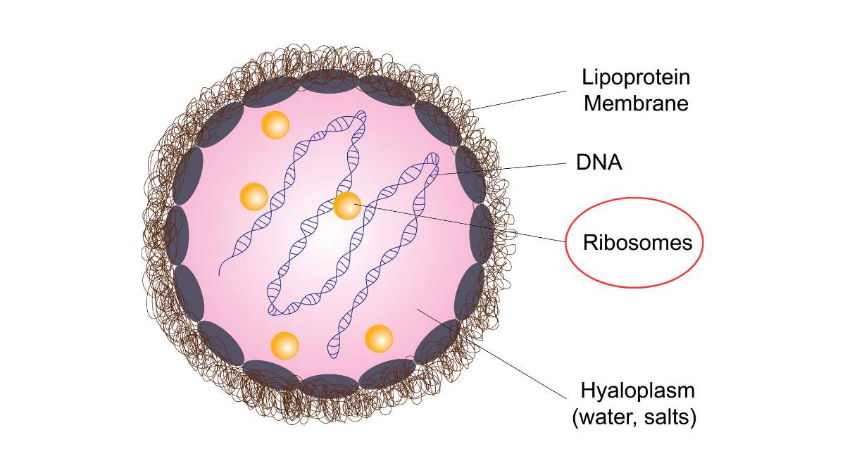 Disegno Del Ribosoma