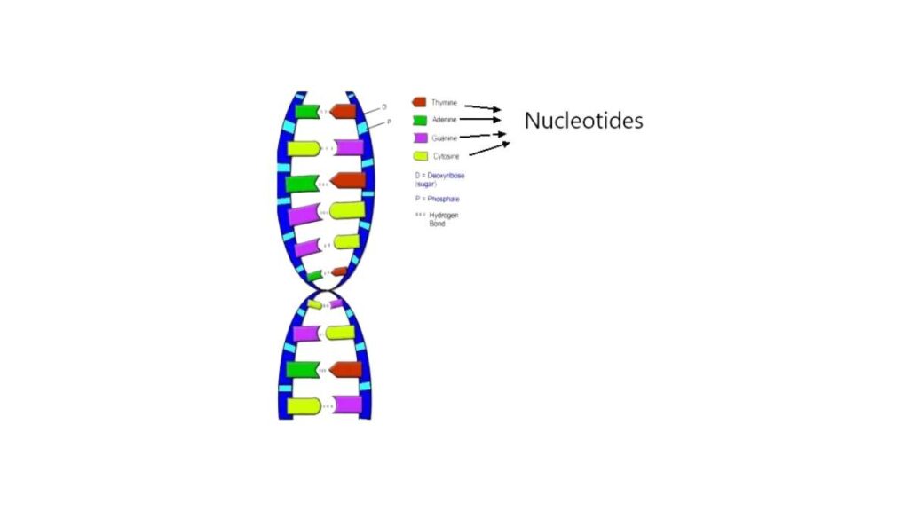 nucleotidi - struttura molecolare e ruolo biologico
