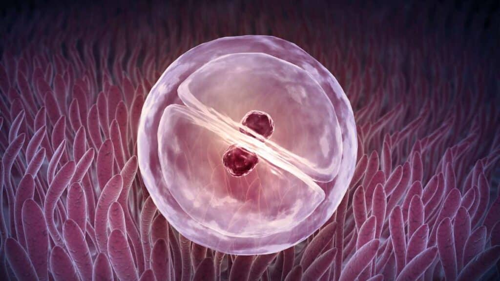zigote - come si sviluppa la prima cellula nel feto