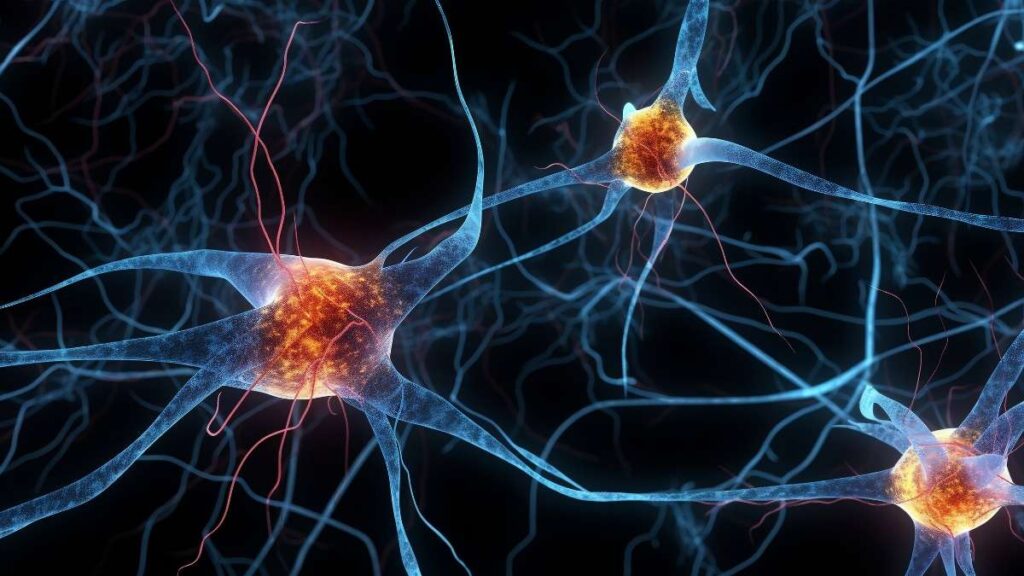 neuroni specchio - come agiscono per immedesimarsi nell'altro