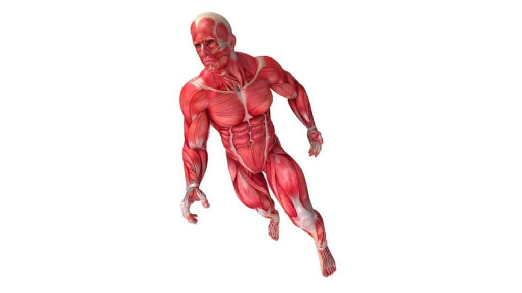 apparato locomotore