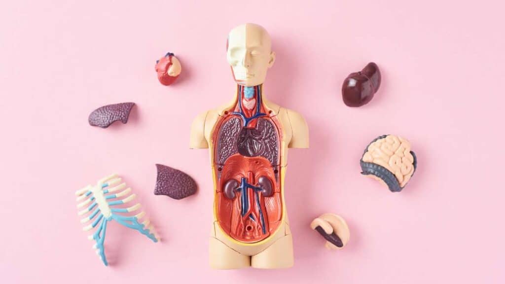 organi interni - corpo umano