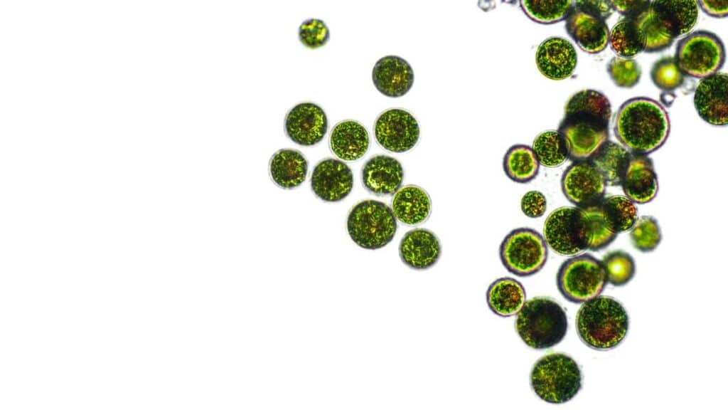 Terpene - struttura e funzioni