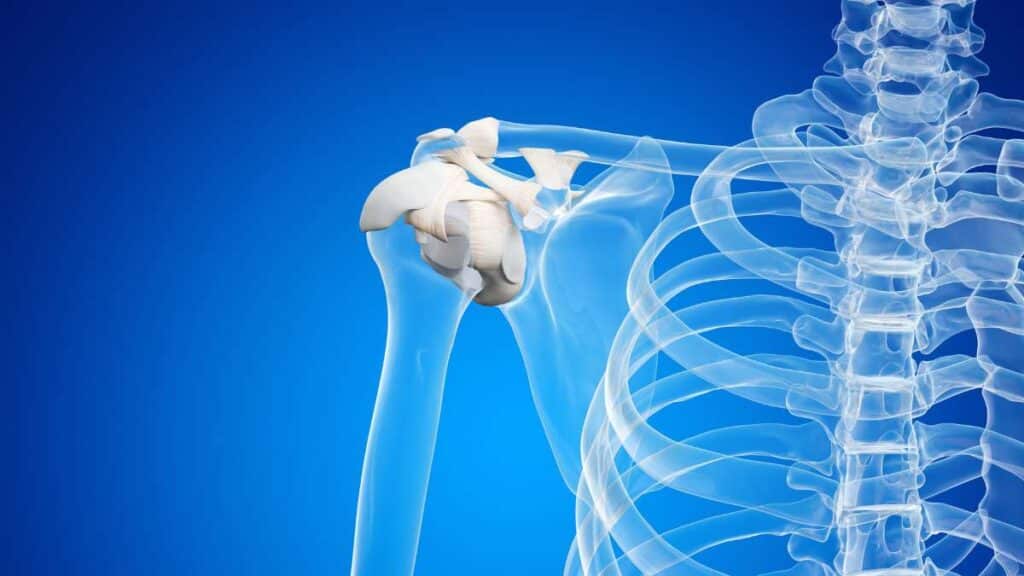 acromion - articolazione acromio-clavicolare