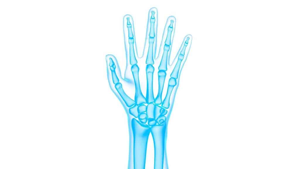 ossa della mano