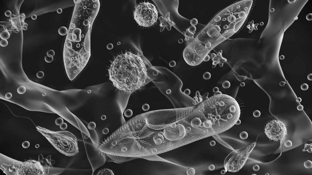 Protozoi - generalità e classificazione