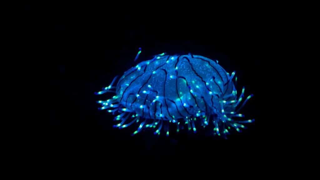 bioluminescenza - alle origini del fenomeno