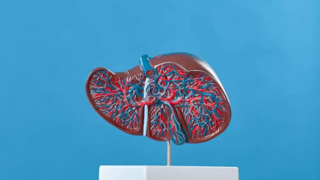 vena porta - anatomia