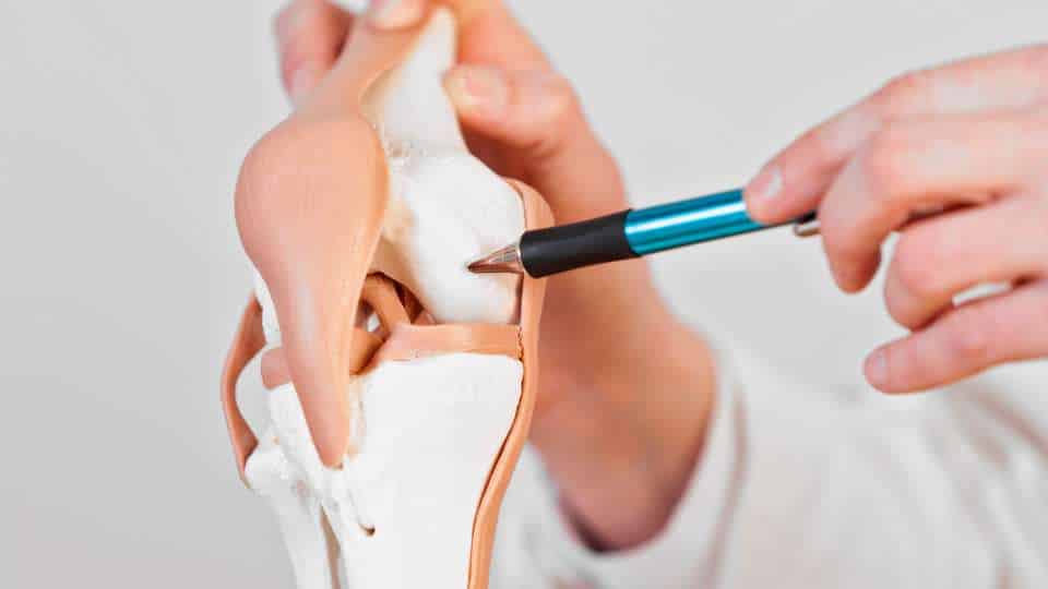 tessuto cartilagineo - funzioni e caratteristiche