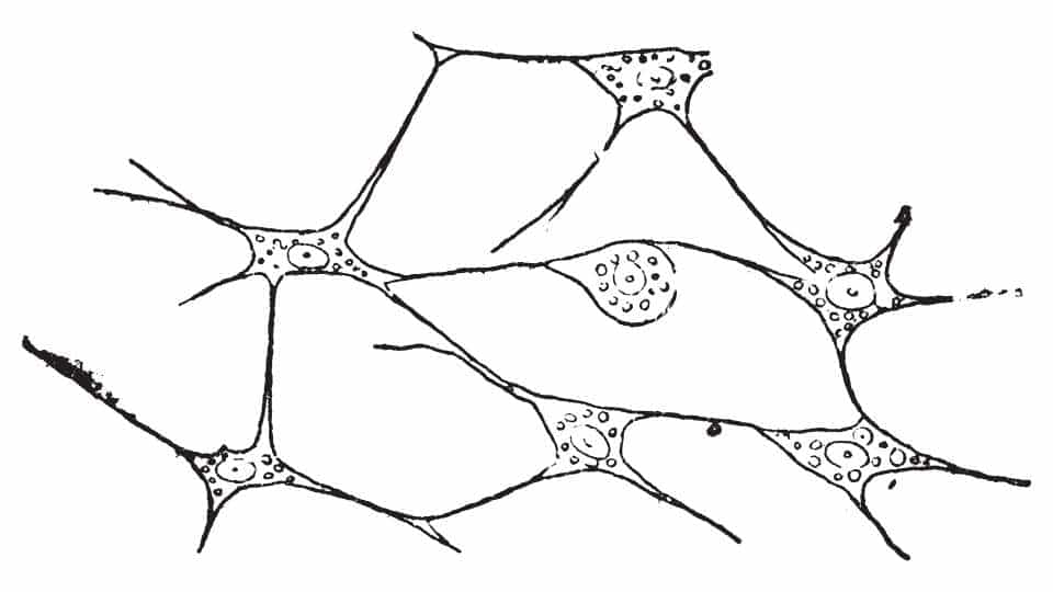 tessuto nervoso - anatomia e fisiologia