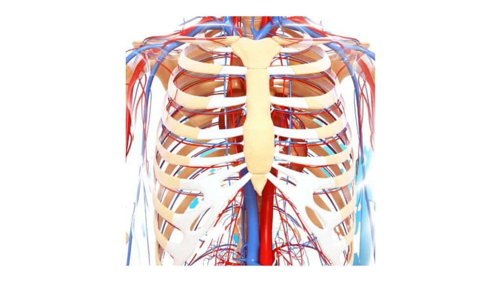 torace - anatomia e funzioni della gabbia toracica