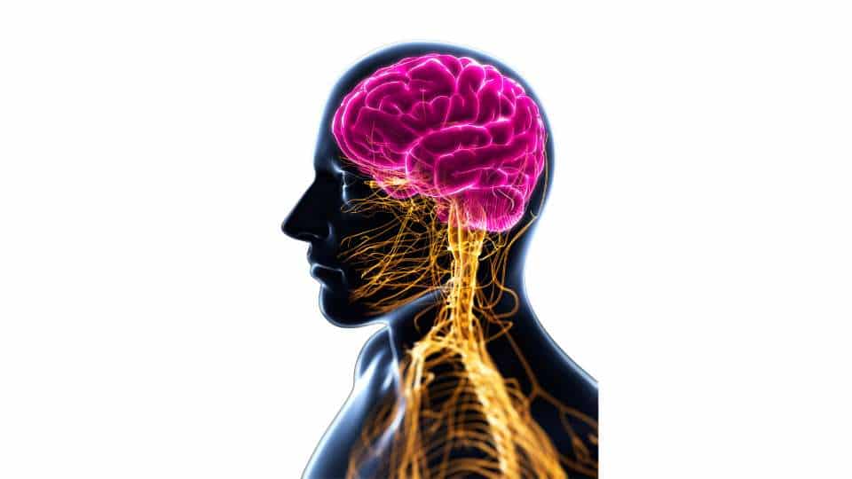 sistema neuroendocrino