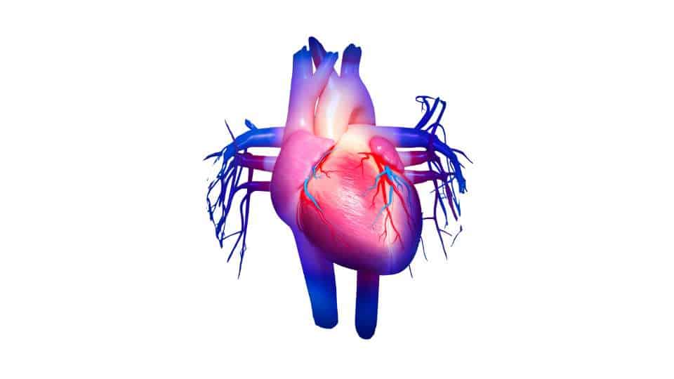 arteria polmonare - anatomia e funzione del tronco comune della polmonare