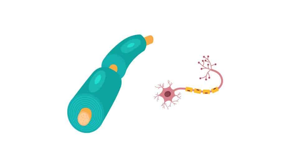 Cellule di Schwann e rigenerazione nervosa
