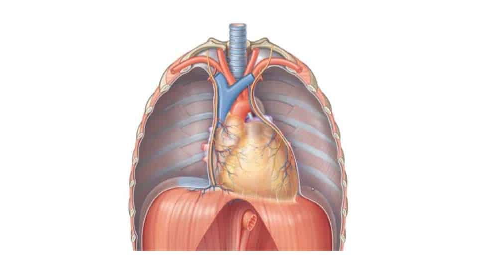 mediastino - struttura