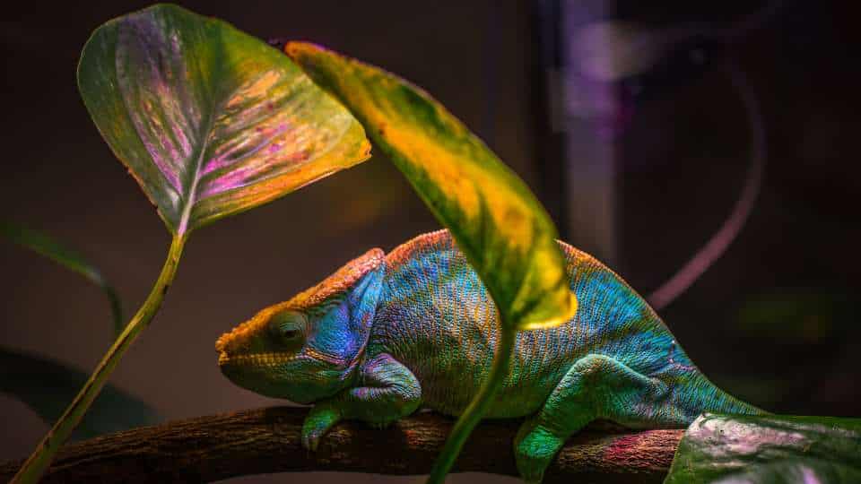 Effetto camaleonte (chameleon effect) - il potere del mimetismo inconscio