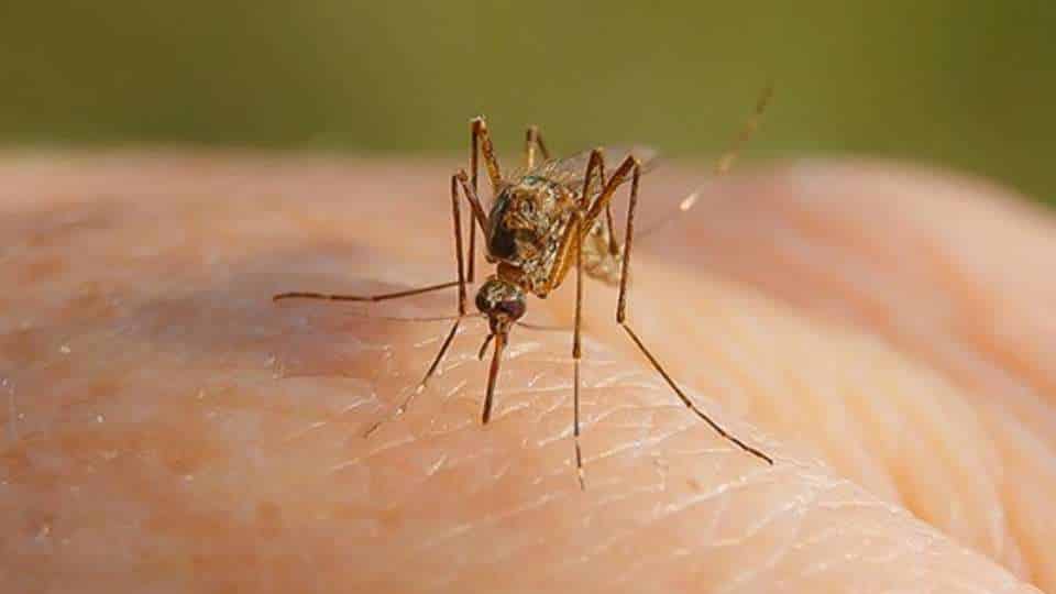 West Nile Virus - cos’è, come si trasmette e sintomi da riconoscere