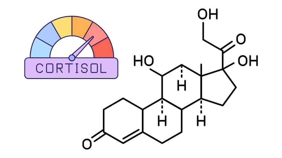 cortisolo - ormone steroideo che gestisce lo stress