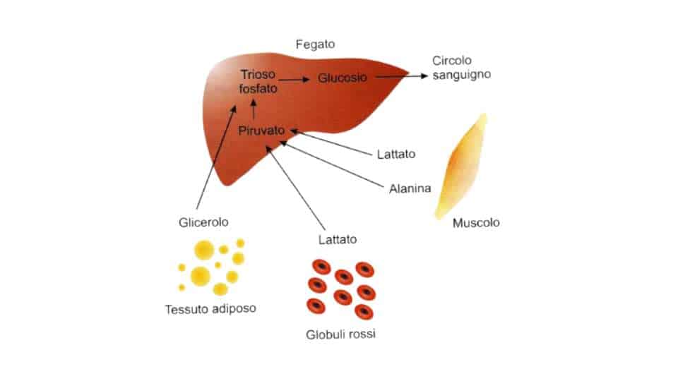 gluconeogenesi