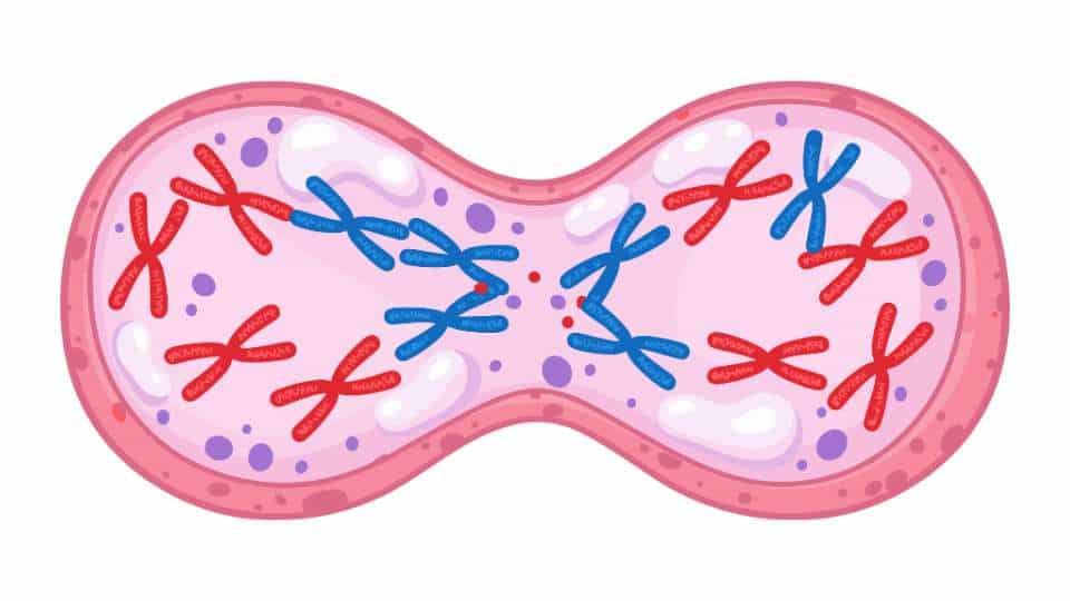 Citodieresi - da una cellula madre a due cellule figlie