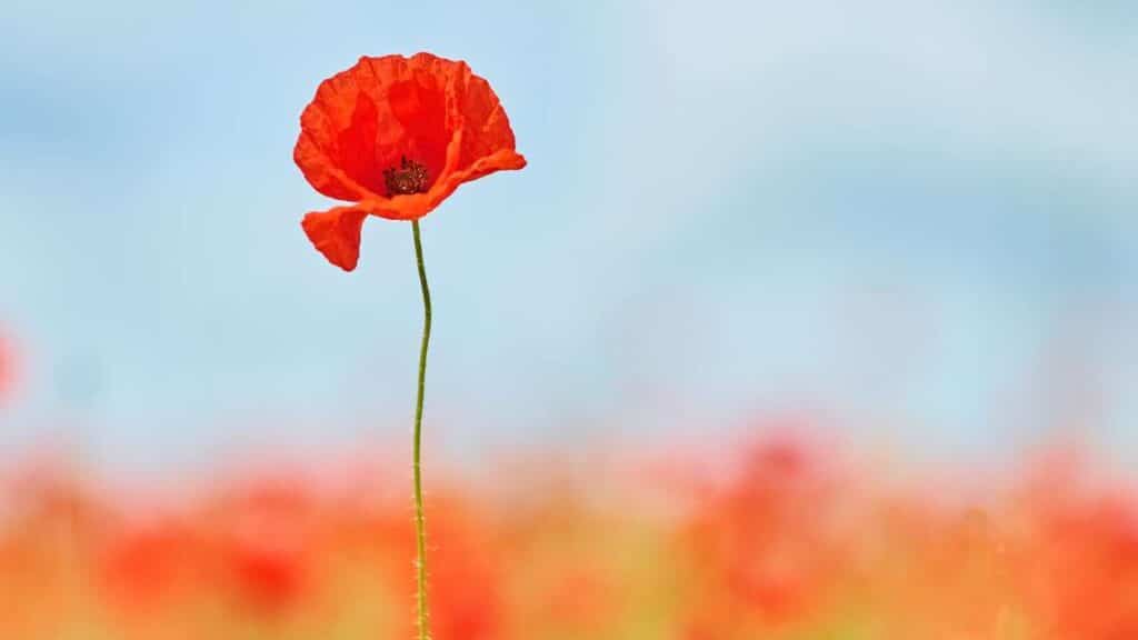 Poppy Day - come nasce il simbolo del papavero e il Remembrance Day inglese