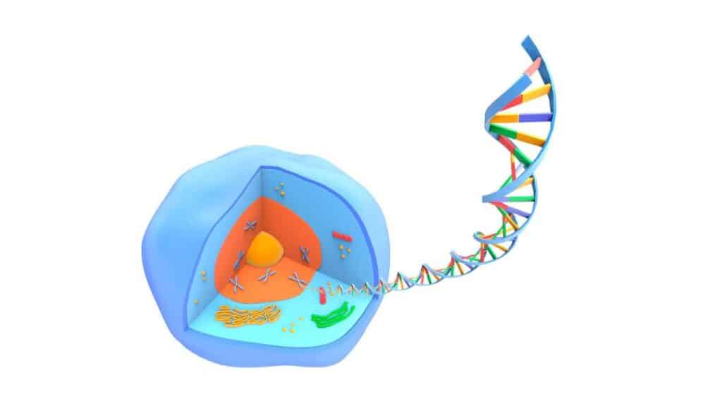 Cromatina - cos’è e quali funzioni ha nella cellula