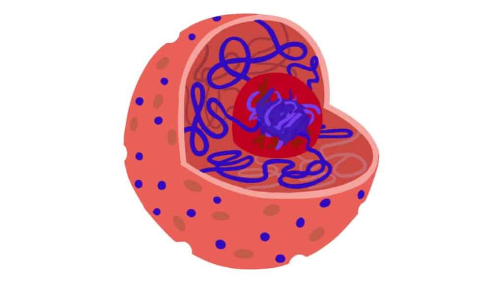 Nucleolo in biologia - definizione e consigli per memorizzare