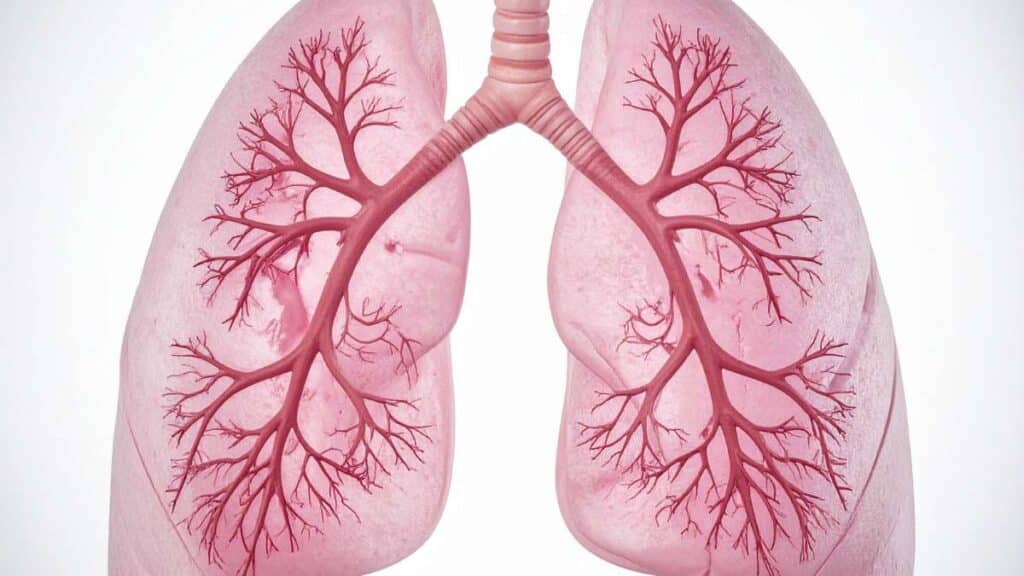 Anatomia degli alveoli polmonari e ruolo nella meccanica respiratoria