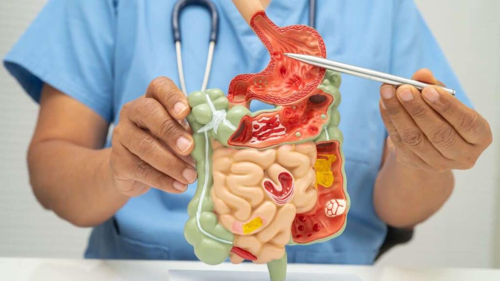 Apparato digerente - meccanismi, organi e regolazione