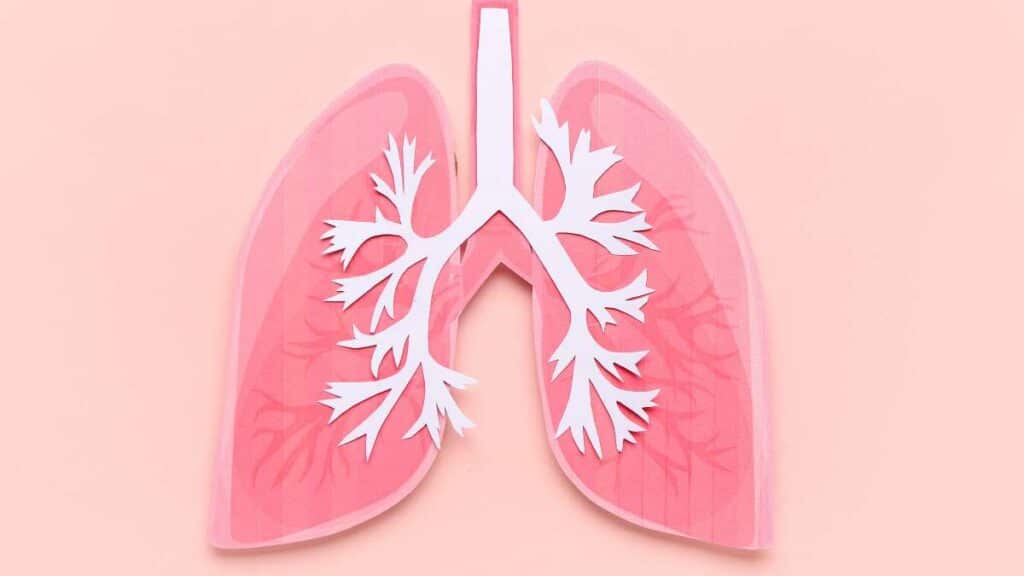 Bronchi - definizione, fisiologia e importanza nella medicina respiratoria