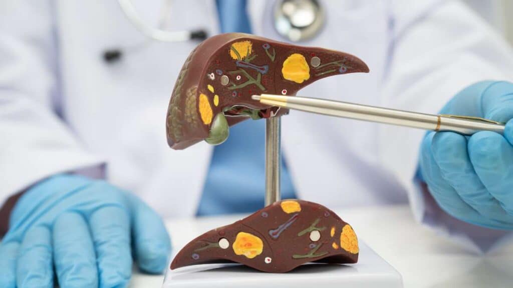 Fegato umano - struttura, metabolismo e malattie